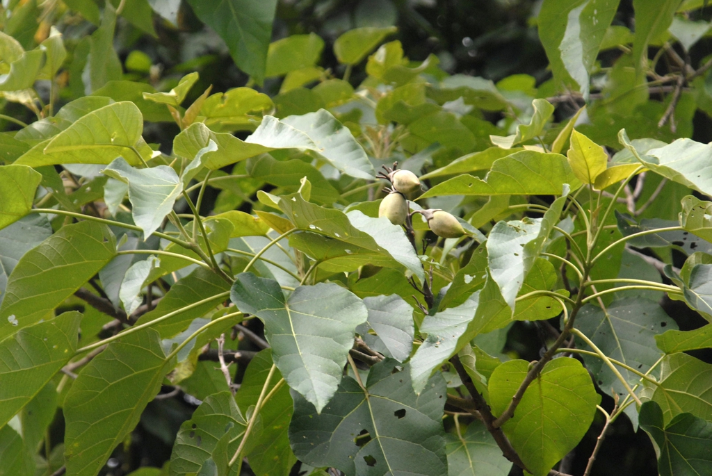 Paulownia fortunei