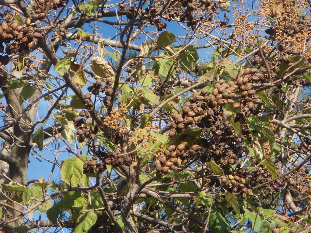 Fruit and Buds