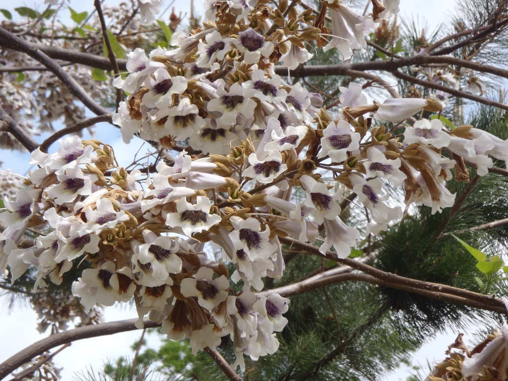 Tubular white flowers with darker throats