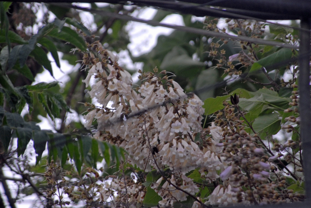 clusters of white, tubular flowers.