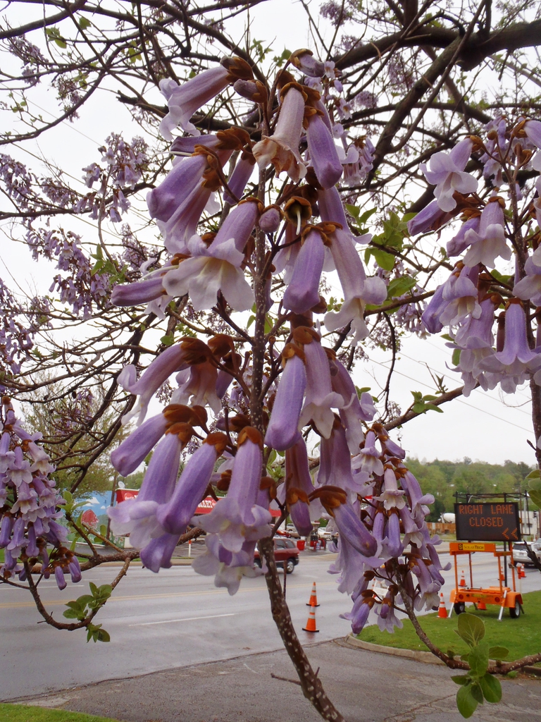 Panicle of pale lavender tubular flowers.