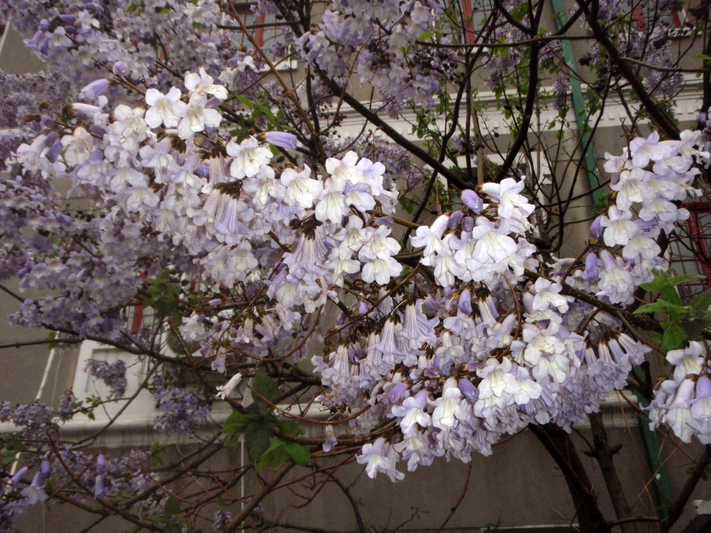 Clusters of tubular flowers, white inside, lavender outside