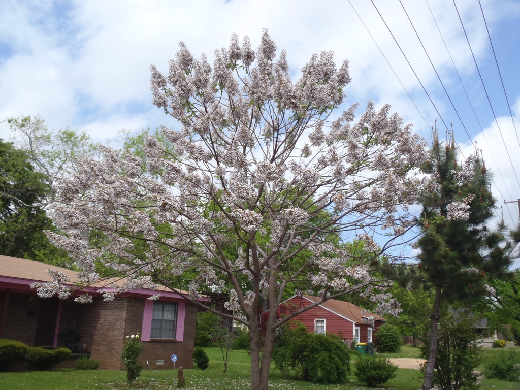 Bare tree with clusters of white, tubular flowers.