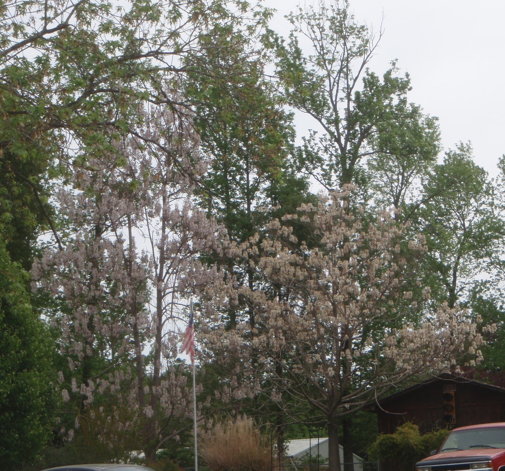 Bare tree with clusters of white, tubular flowers.