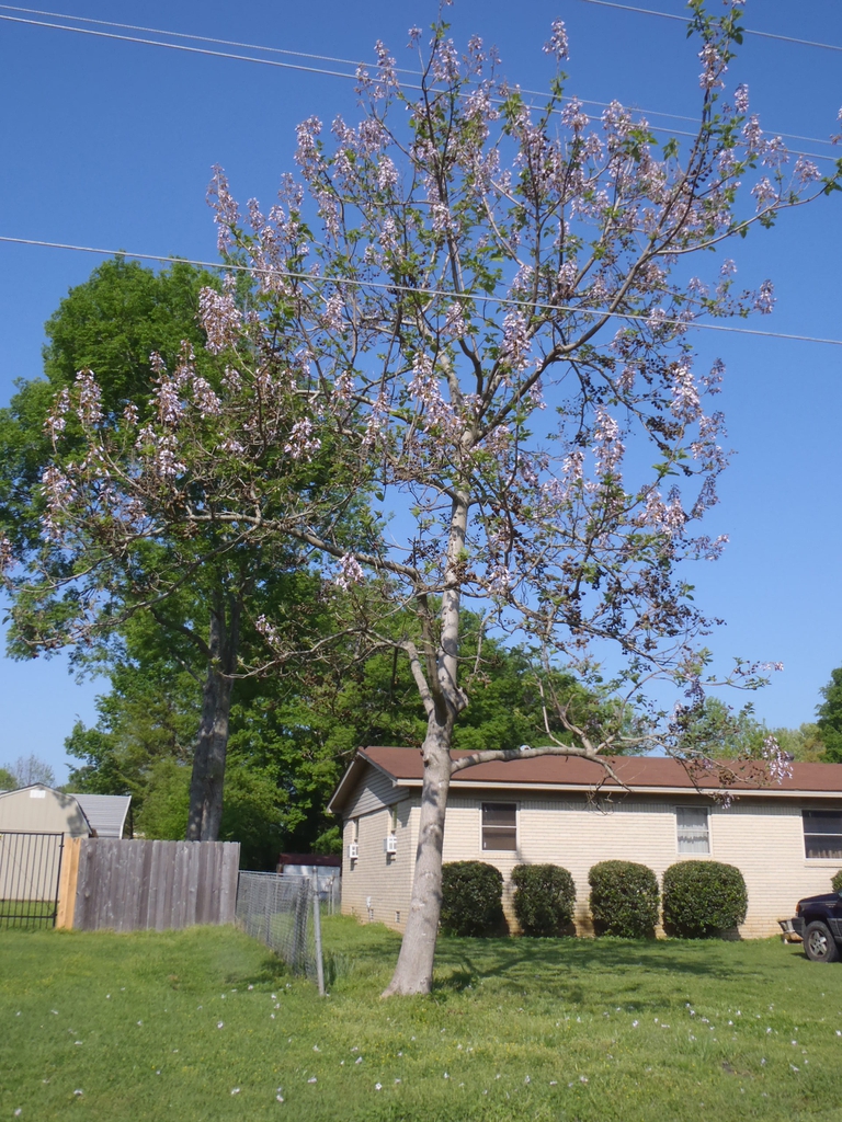 Bare tree with upright panicles of pale lavender flowers.