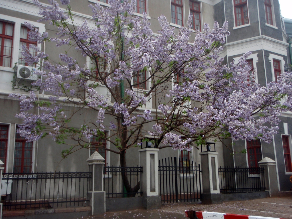 bare tree with clusters of pink-lavender flowers