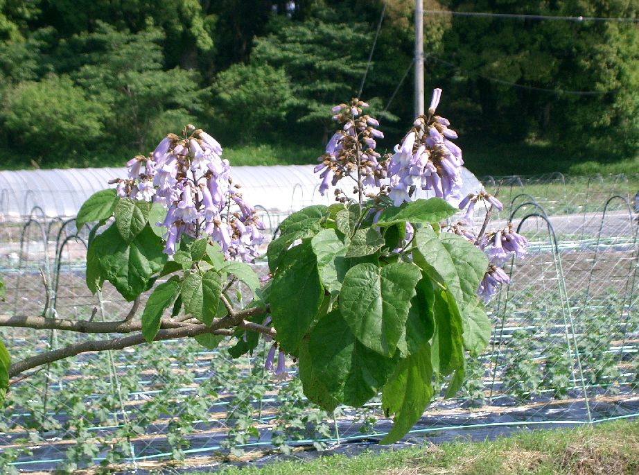 Leafy branch with erect panicles of pale lavender flowers