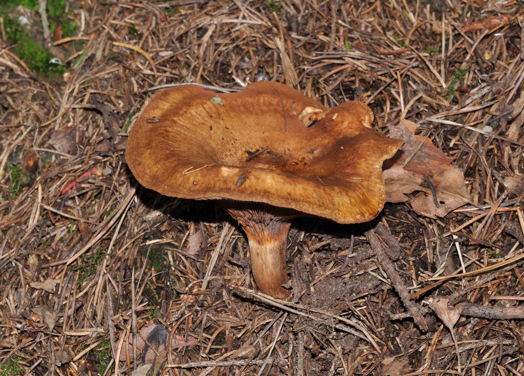 Form