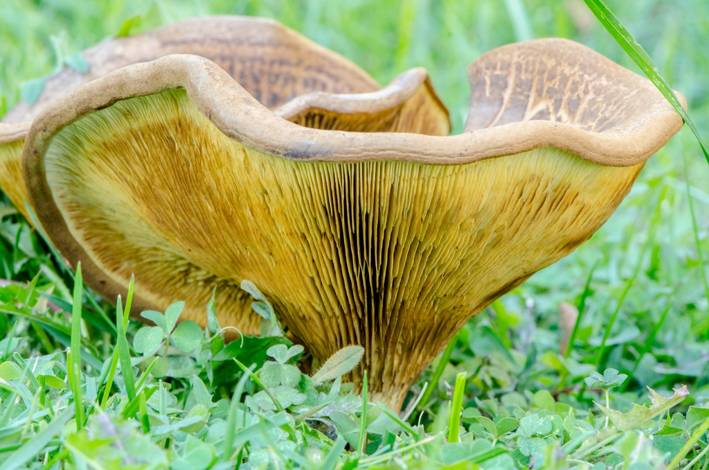 Form