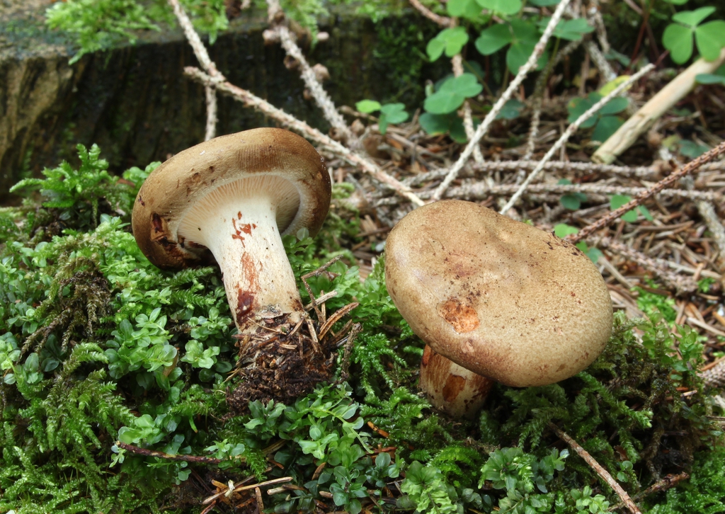 Form