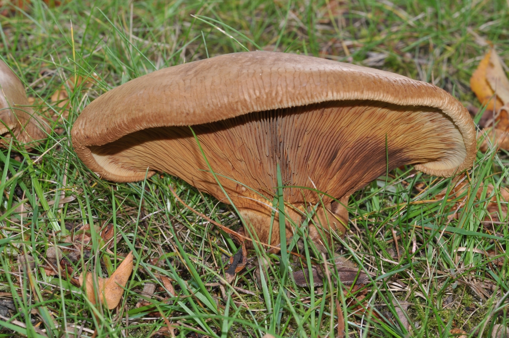 Form