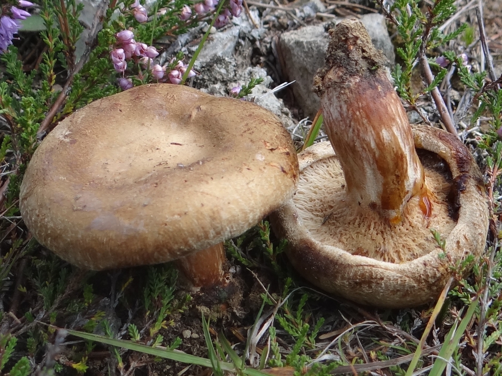 Form