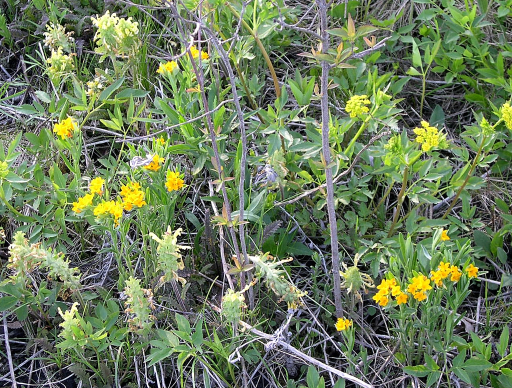 Form
