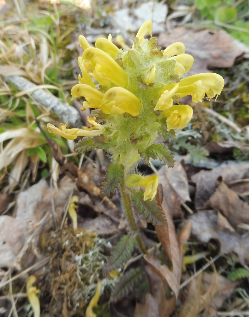 Yellow flower