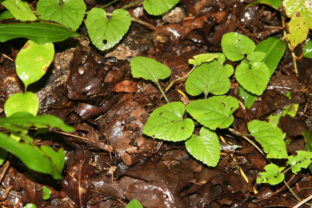 Leaves