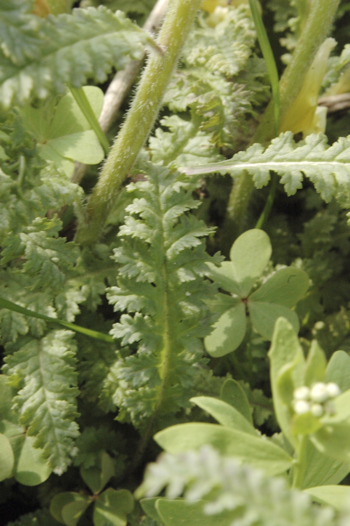 Leaves and stem