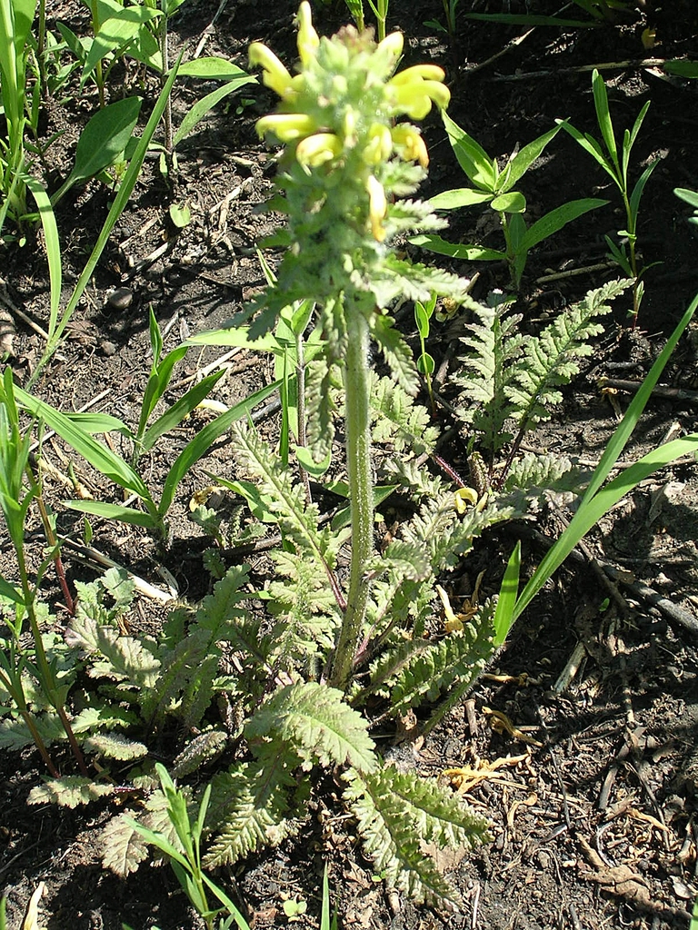 Form