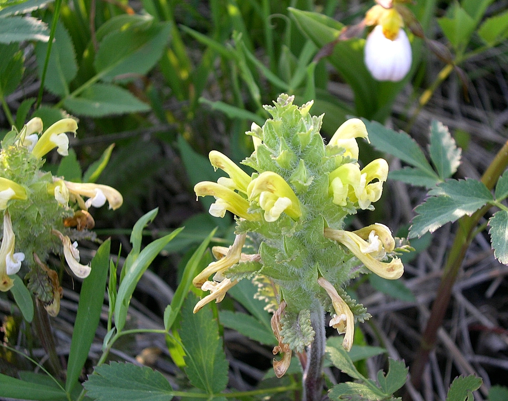 Form