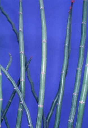 Pedilanthus tithymaloides