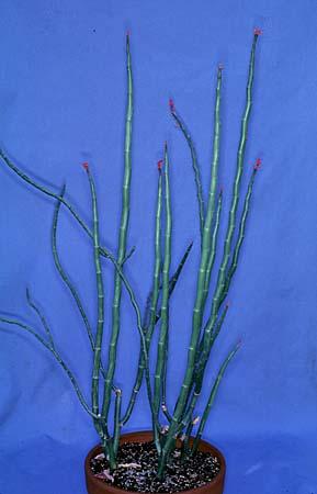 Pedilanthus tithymaloides