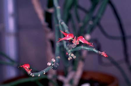 Pedilanthus tithymaloides