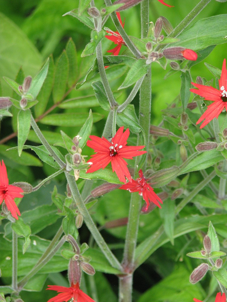 Silene virginica