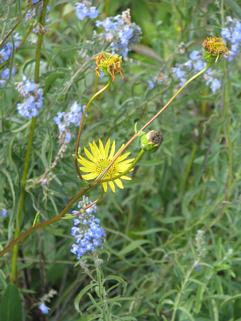 Silphium terebinthinaceum