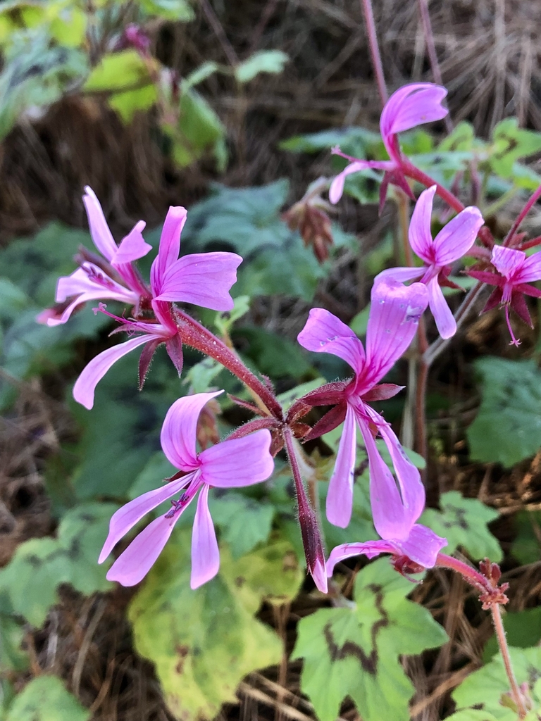 Dark pink flowers with dark lines on the 2 dorsal petals