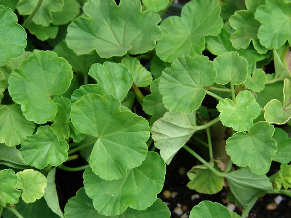 Leaves