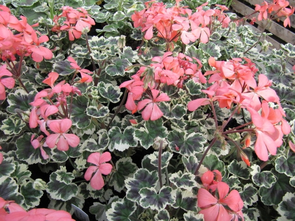 Mature plants