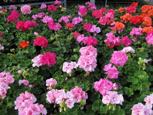 Group of plants