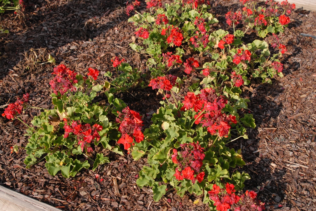 Pelargonium