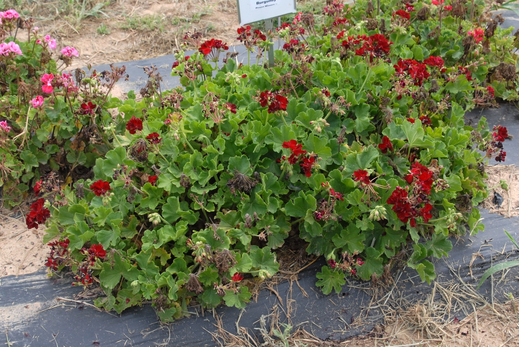 Trial bed with plants with ruffled leaves & dark flowers.