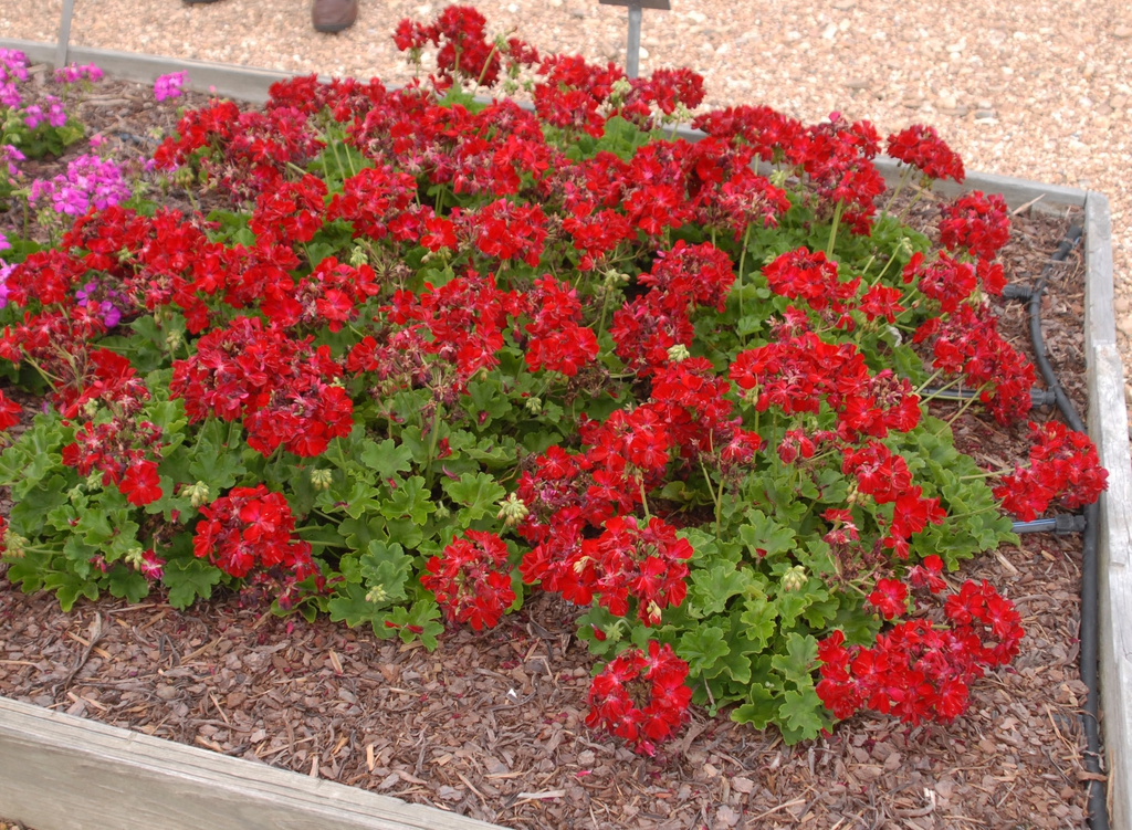 A trial plot with plants covered in red spherical clusters.