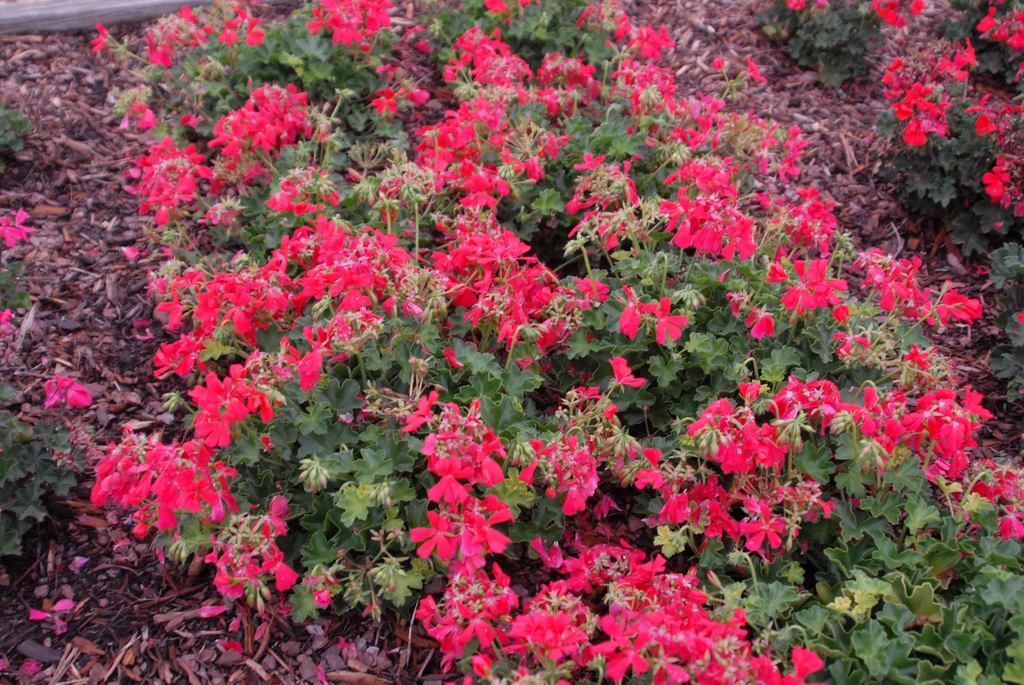 Pelargonium 'Caliente Coral' Flower