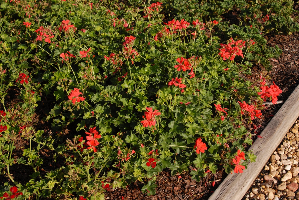 Pelargonium