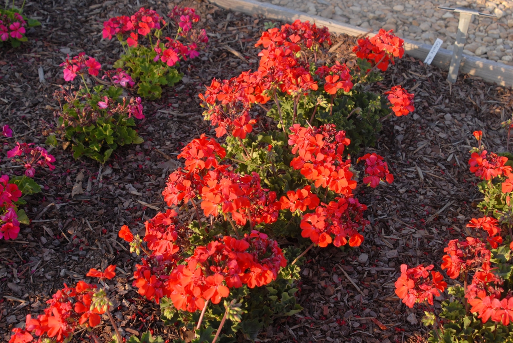 Pelargonium x hybridum