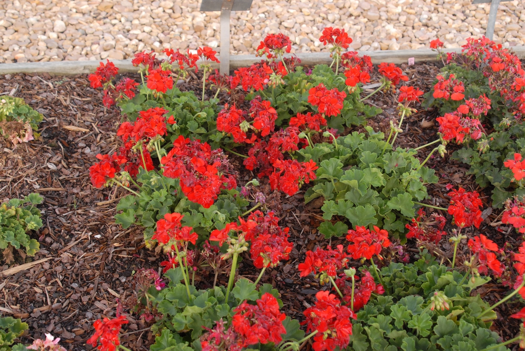 Pelargonium x hybridum