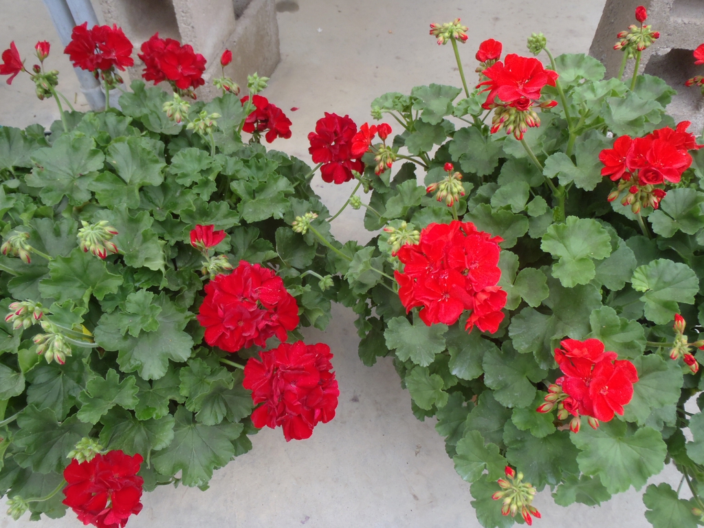 two uniform potted plants with many flowers & ruffled leaves