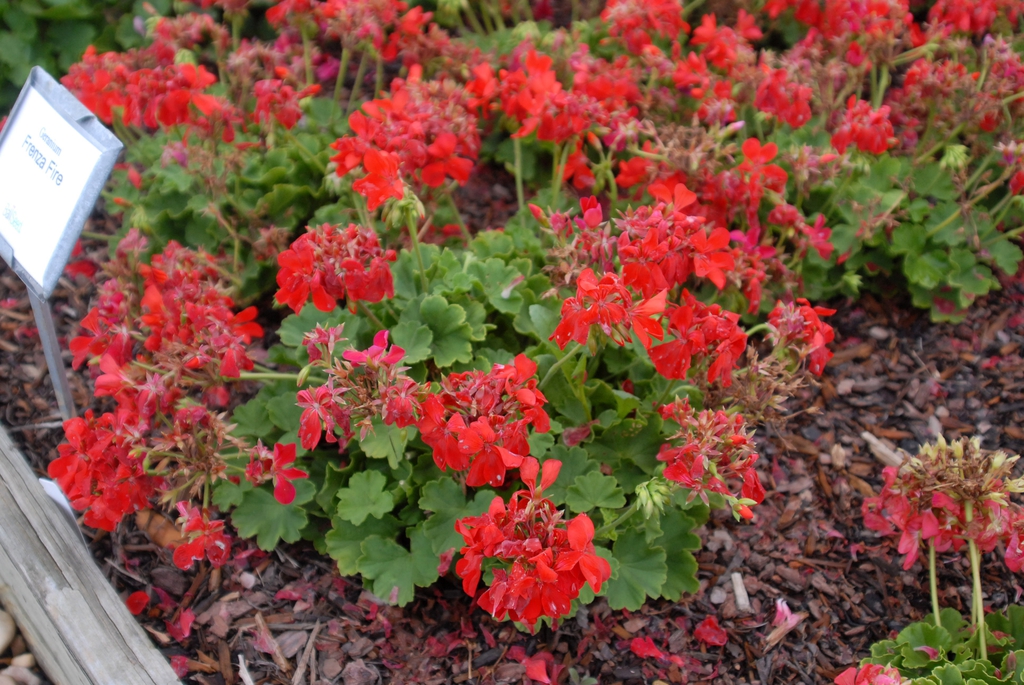 Pelargonium x hybridum