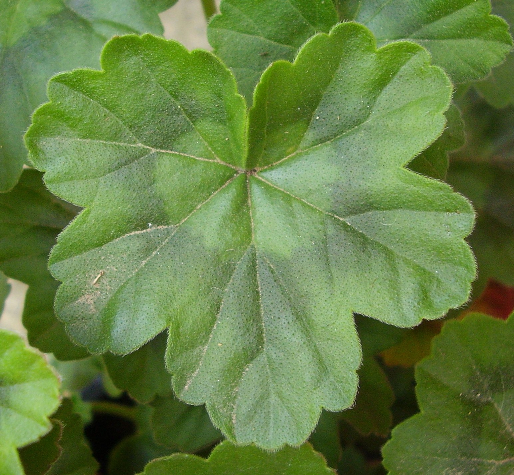 Cordate, lobed leaf with dark band within the margin of the leaf
