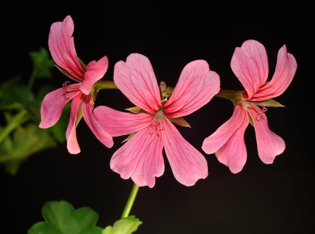 Dark pink flowers with all petals with pink lines.