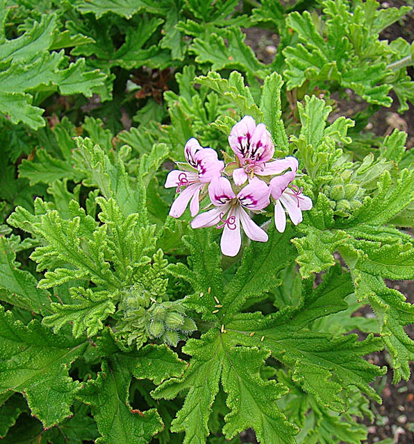 Deeply divided leaves & pink flowers with markings on 2 petals.