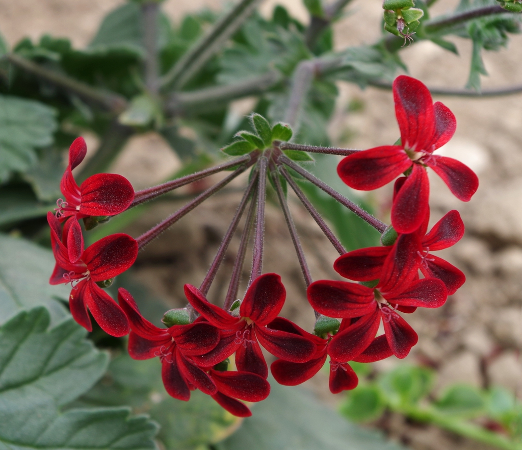 Cluster of dark red flowers with blackish spot on each petal