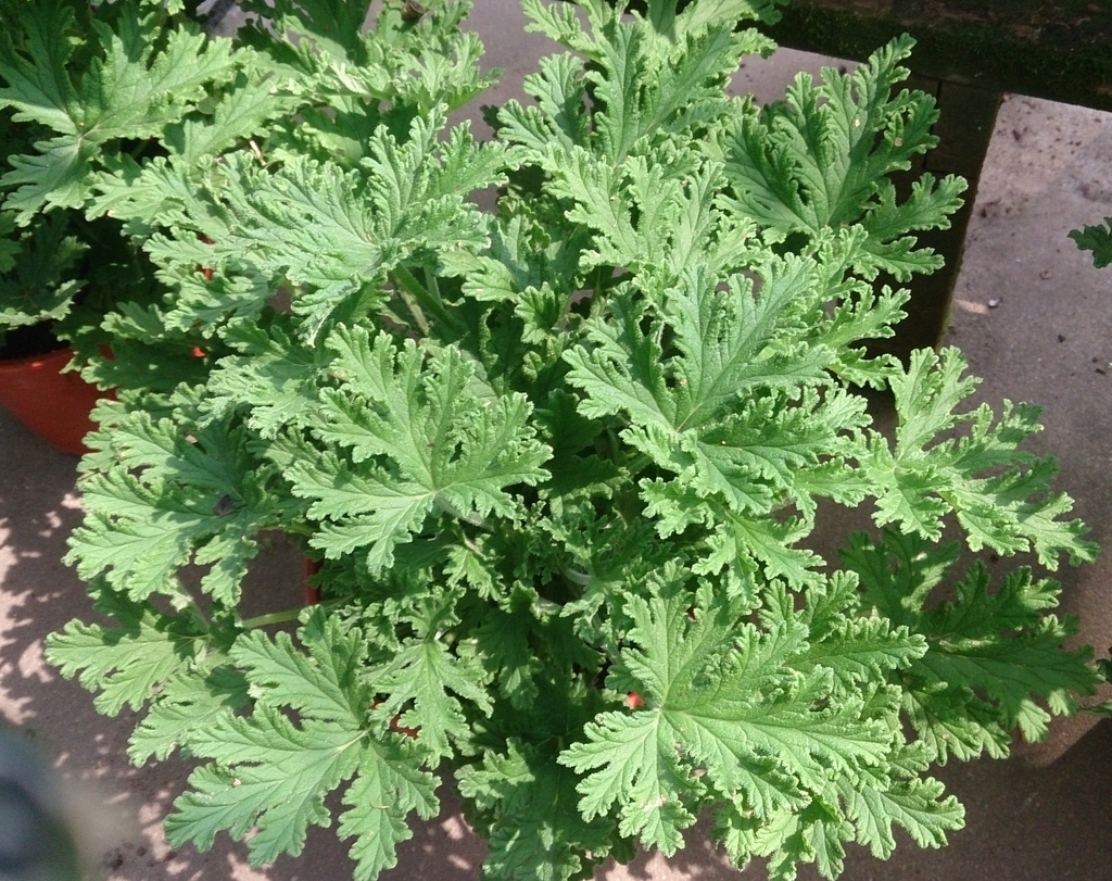 Pinnatifid leaves with sinuate margins.
