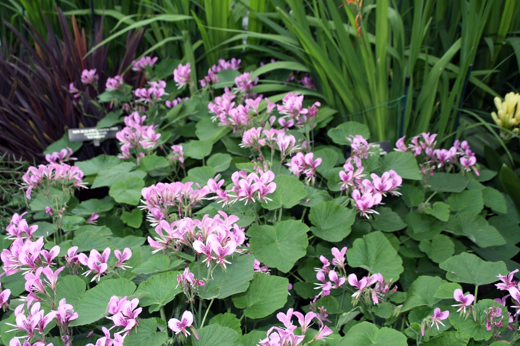 cordate leaves & pink flowes with large dorsal petals.