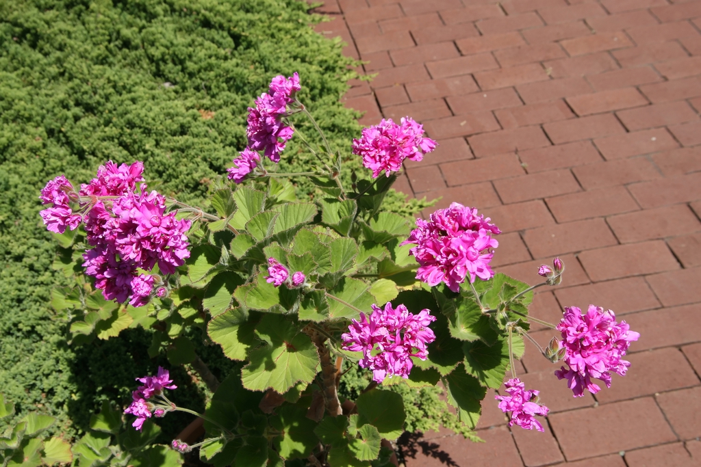 Form/Flower