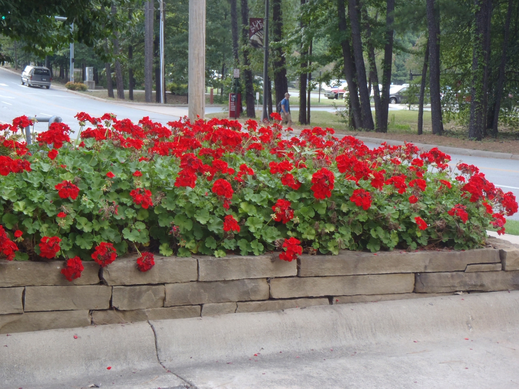 Pelargoniums in a raised bed. Umbel-like clusters of red flowers