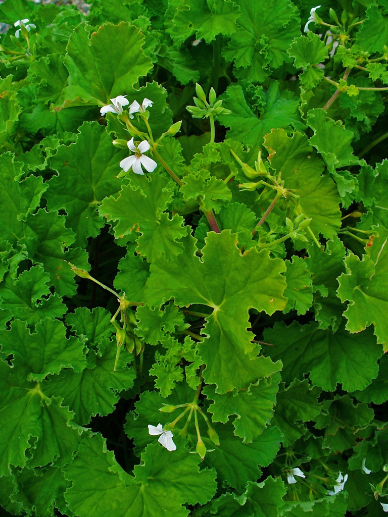 Frilly cordate leaves & white zygomorphic flowers.