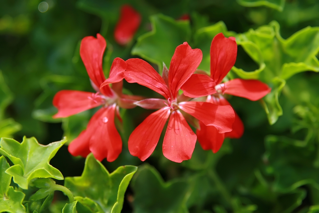 Leaves and Flower